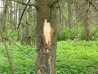 Baum mit Wildverbiss